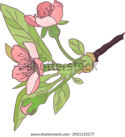 vector pink cherry blossom flowers isolated on white background, great decoration elements for special holidays designs