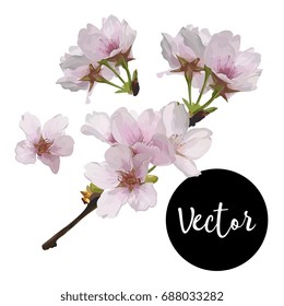 Vector Pink Cherry Flowers Set