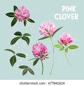 vector pink clover flower illustration. element collection set. pink floral hand drawn. greeting card.