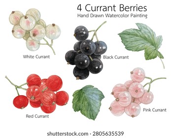 Vector of pink currants, black currants, white currants, red currants hand drawn with watercolor isolated on transparent background