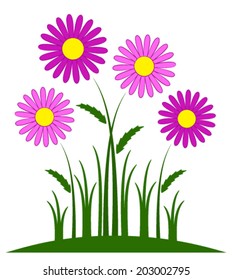 vector pink daisies isolated on white background