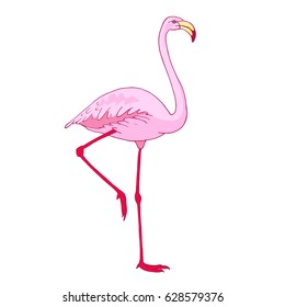 Vector pink flamingo bird illustration. Hand drawn sketch with the wild animal