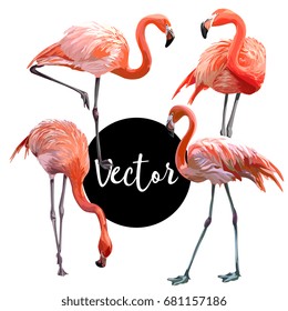 Vector Pink Flamingo Illustration Set