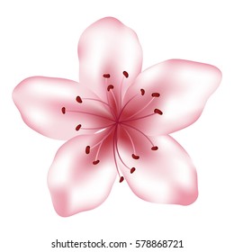 Vector pink flower illustration, isolated on white. Spring blossom element for design needs. Realistic petals and stamens. Clip art. Pink cherry flower, sakura bloom, spring card single design element