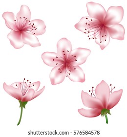 Vector pink flower set. Realistic blossom elements illustration, isolated on white. Peach blooming, apricot bloom, sakura or cherry blossom. Vector icon set. Element for spring design, invitation card