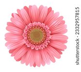 Vector Pink Gerbera isolated on white background
