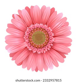Vector Pink Gerbera isolated on white background