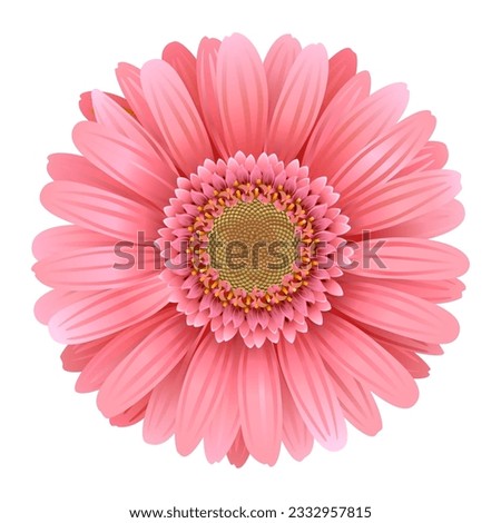 Vector Pink Gerbera isolated on white background