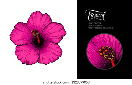 Flor de hibiscos rosa vectorial aislada en fondo blanco. Dibujo tropical de flores exóticas dibujadas a mano para el afiche de verano, empaque de té hibisco, diseño textil, decoración de fiestas en la playa, boda.