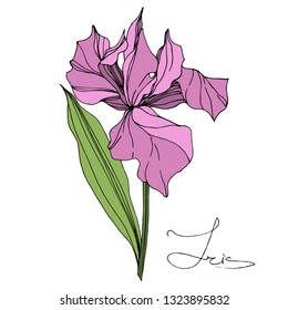 Vector Pink Iris floral botanical flower. Wild spring leaf wildflower isolated. Engraved ink art. Isolated iris illustration element on white background.