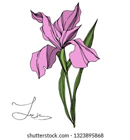 Vector Pink Iris floral botanical flower. Wild spring leaf wildflower isolated. Engraved ink art. Isolated iris illustration element on white background.