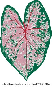 Vector  Pink leaf Caladium plant (commonly called elephant ear  heart Jesus angel wings) 
