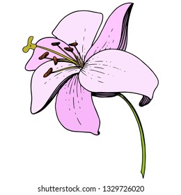 Vector Pink Lily floral botanical flower. Wild spring leaf wildflower isolated. Engraved ink art. Isolated lilies illustration element on white background.
