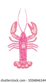 Vector pink Lobster. Seafood product design