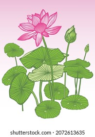 Flores tropicales de loto rosa vectorial e ilustración de nenúfares de hoja verde. Ilustraciones botánicas para tarjetas de felicitación y proyectos de diseño gráfico.