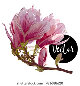 Vector Pink Magnolia Twig With Flower Illustration