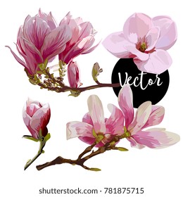 Vector Pink magnolia Twigs With Flowers Illustration Set