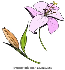 Vector Pink and orange lily floral botanical flower. Wild spring leaf wildflower isolated. Engraved ink art. Isolated lilies illustration element on white background.
