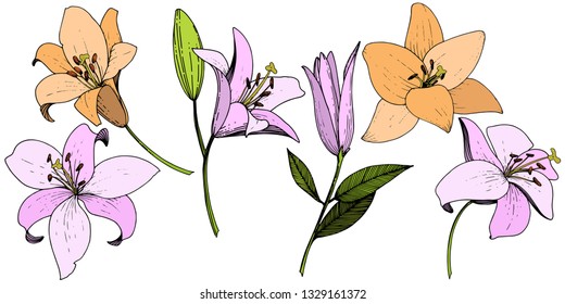 Vector Pink and orange lily floral botanical flower. Wild spring leaf wildflower isolated. Engraved ink art. Isolated lilies illustration element on white background.