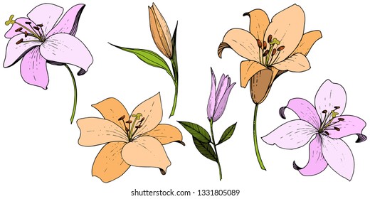 Vector Pink and orange lily floral botanical flower. Wild spring leaf wildflower isolated. Engraved ink art. Isolated lilies illustration element on white background.