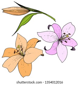 Vector Flor botánica floral de lirio rosa y naranja. Flor silvestre de hojas de primavera silvestre aislada. Arte de tinta grabada. Elemento de ilustración de lirios aislados sobre fondo blanco.