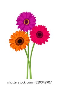 Vector pink, orange and purple gerbera flowers with stems isolated on a white background.