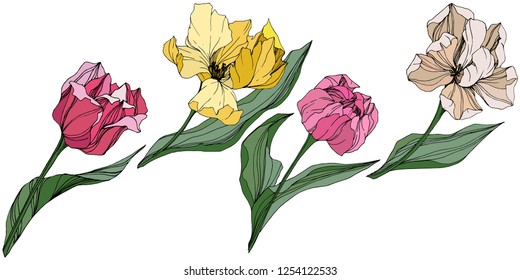Vector Pink, orange, yellow and pink tulip engraved ink art. Floral botanical flower. Wild spring leaf wildflower isolated. Isolated tulip illustration element.