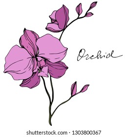 Vector Pink Orcid floral botanical flower. Wild spring leaf wildflower isolated. Engraved ink art. Isolated orchid illustration element.