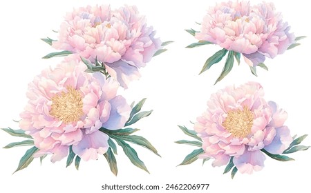 Vector rosa peonías aisladas sobre fondo blanco