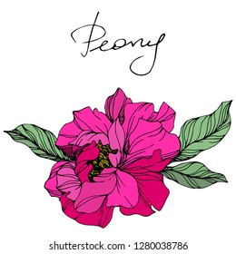 Vector Pink peony. Floral botanical flower. Wild spring leaf wildflower isolated. Engraved ink art. Isolated peony illustration element.
