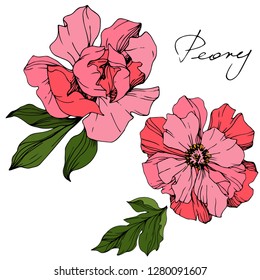 Vector Pink peony. Floral botanical flower. Wild spring leaf wildflower isolated. Engraved ink art. Isolated peony illustration element.