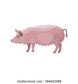 Vector pink pig on a white background