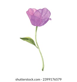 Vector pink poppies colorful flowers watercolor vector hand drawn illustration.