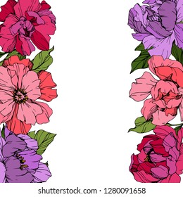 Vector Pink and purple peony. Floral botanical flower. Wild spring leaf wildflower isolated. Engraved ink art. Frame border ornament square.
