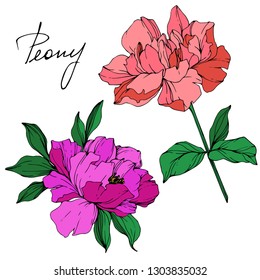 Vector Pink and purple peony floral botanical flower. Wild spring leaf wildflower isolated. Engraved ink art. Isolated peony illustration element.