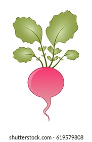 Vector pink radish isolated on white background.