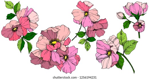 Vector Pink rosa canina. Floral botanical flower. Wild spring leaf wildflower isolated. Engraved ink art. Isolated rosa canina illustration element.