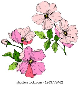 Vector Pink rosa canina. Floral botanical flower. Wild spring leaf wildflower isolated. Engraved ink art. Isolated rosa canina illustration element.