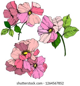 Vector Pink rosa canina. Floral botanical flower. Wild spring leaf wildflower isolated. Engraved ink art. Isolated rosa canina illustration element.