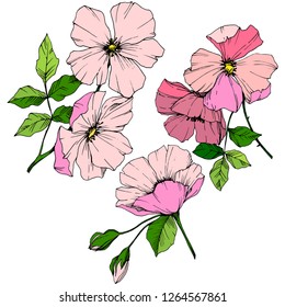 Vector Pink rosa canina. Floral botanical flower. Wild spring leaf wildflower isolated. Engraved ink art. Isolated rosa canina illustration element.