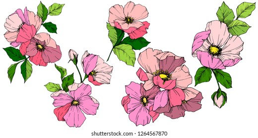 Vector Pink rosa canina. Floral botanical flower. Wild spring leaf wildflower isolated. Engraved ink art. Isolated rosa canina illustration element.