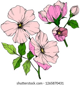 Vector Pink rosa canina. Floral botanical flower. Wild spring leaf wildflower isolated. Engraved ink art. Isolated rosa canina illustration element.