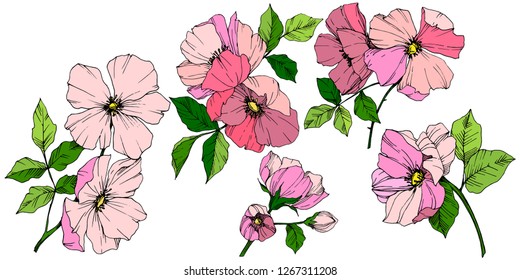Vector Pink rosa canina. Floral botanical flower. Wild spring leaf wildflower isolated. Engraved ink art. Isolated rosa canina illustration element.