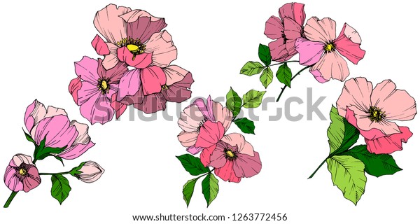 Vector Pink Rosa Canina Floral Botanical Stock Vector (Royalty Free