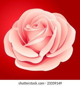 vector pink rose