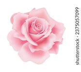 Vector pink rose flower on isolated background.