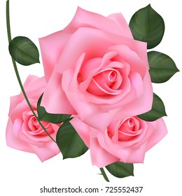 Vector pink rose with green leaves isolated on white background. Realistic rose illustration.