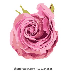 Vector pink rose with leafs