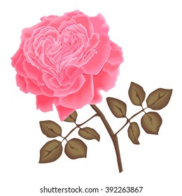 vector pink rose with leaves. petals with heart shape