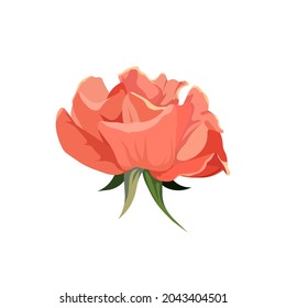 Vector pink Rose on white isolated background, Rose with pink petals in Flat design style blooming for prints, stickers, patterns, postcards, tattoo, icons for social media, apps, and websites.